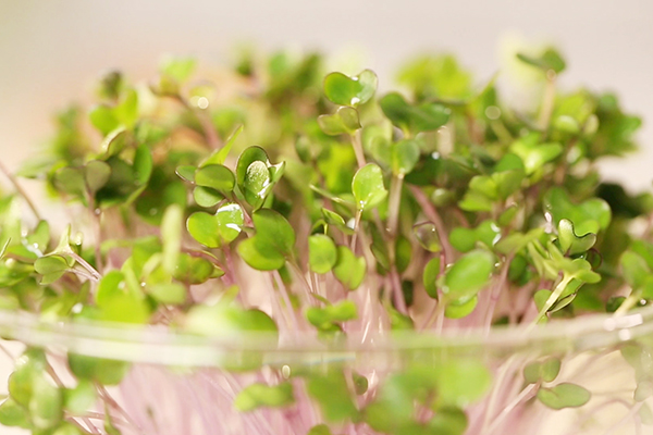 Microgreen