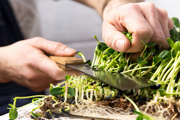 Couper les microgreens