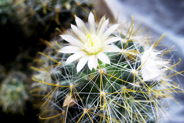 Cactus en fleurs