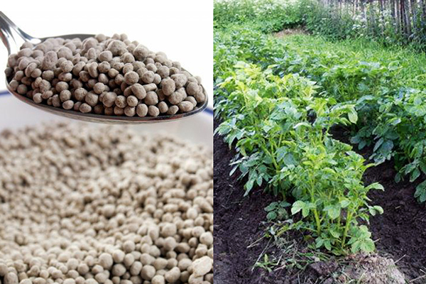 Top dressing av potatis med Azofoskaya