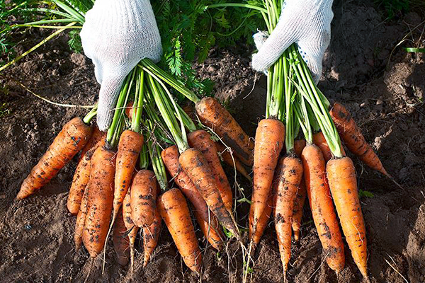 Récolte de carottes