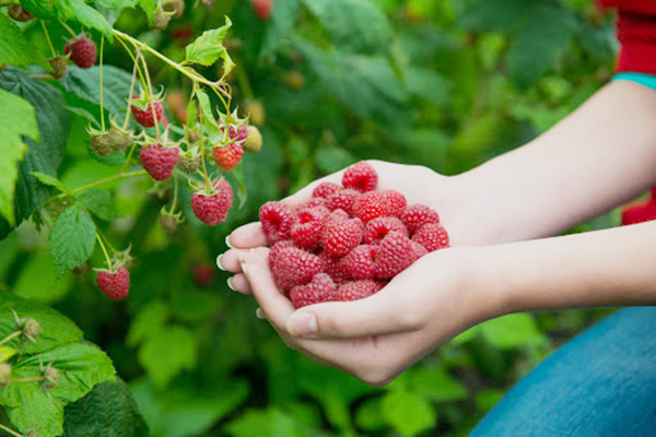 Cueillette de framboises