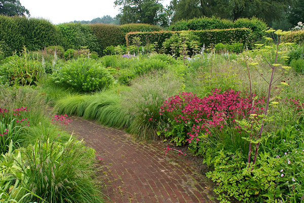 Astrantia comme accent dans la conception de paysage