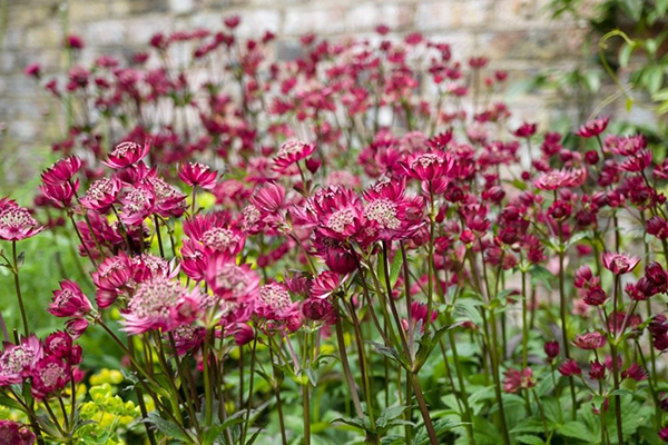 Blooming Astrantia