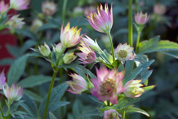 Fleurs fermées d'astranie