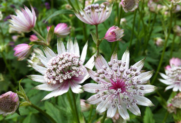 Astrantia blanche