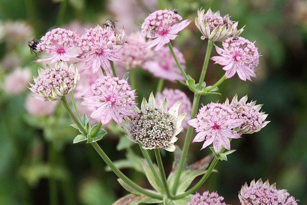 Astrantia est grande