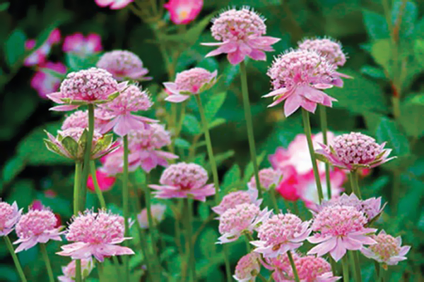 Astrantia Rosea