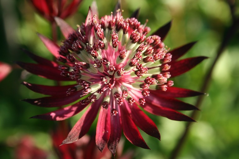 Astrantia Moulin Rouge