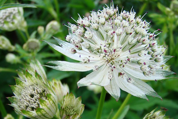 Astrantia Snowstar