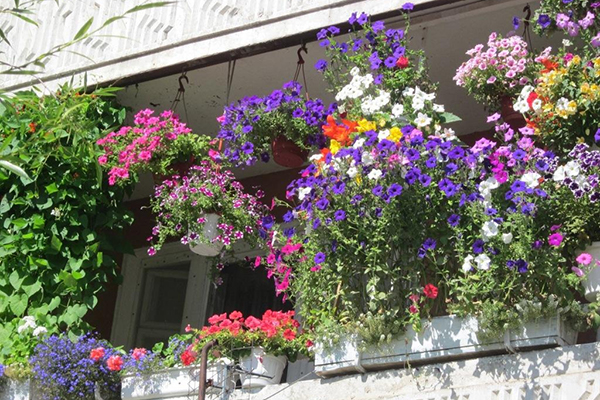 Ampel fleurs sur le balcon