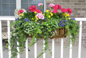 Fleurs dans une boîte sur le balcon