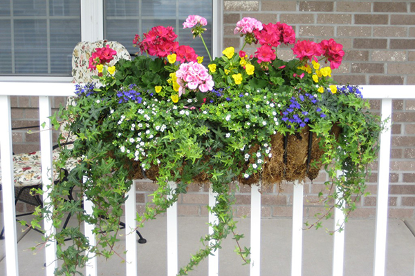 Fleurs dans une boîte sur le balcon