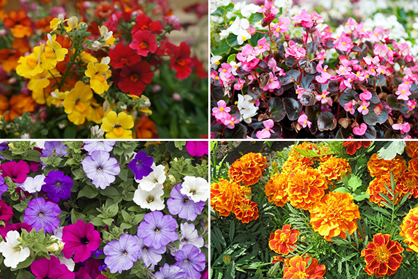 Fleurs sans prétention à cultiver sur le balcon