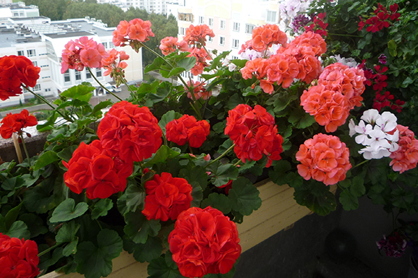 Géranium sur le balcon