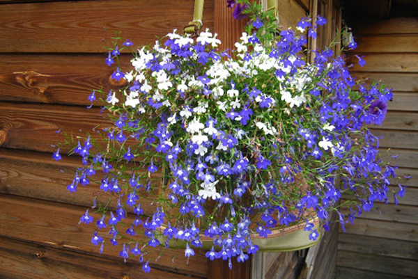 Lobelia en pots