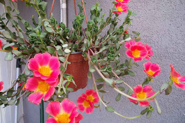 Pourpier en pots sur le balcon