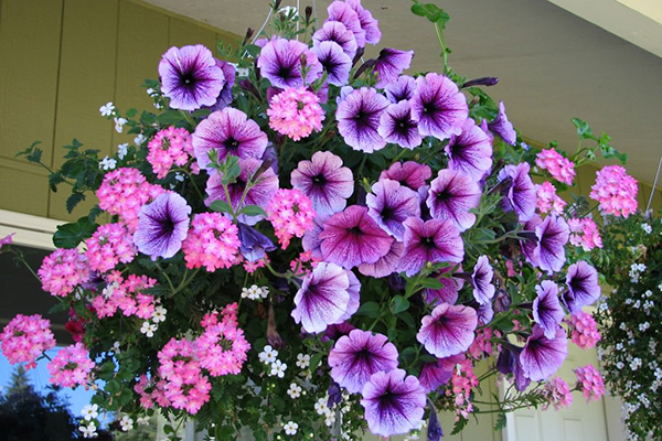 Plantes Ampel en pots sur le balcon