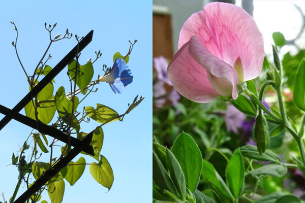 Ipomoea et fleur de pois sucré