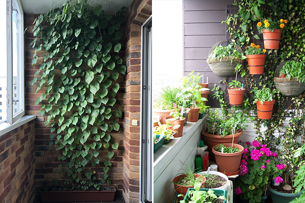 Plantes grimpantes sur la loggia