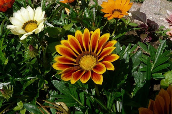 Fleur de Gazania