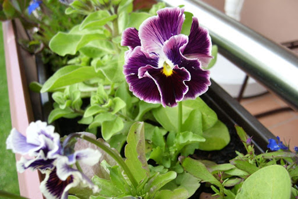 Viola fleurit sur le balcon