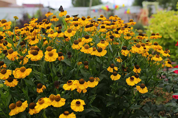 Floraison d'hélénium