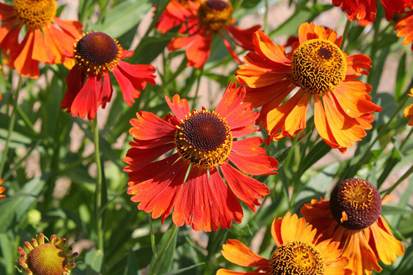 Variétés de gelénium Moerheim Beauty