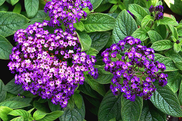 Héliotrope en fleurs