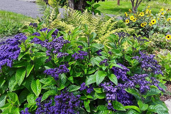 Héliotrope dans le parterre de fleurs