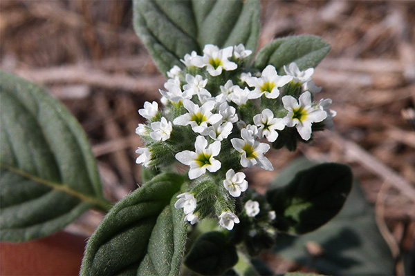 Héliotrope européen (luxuriant)