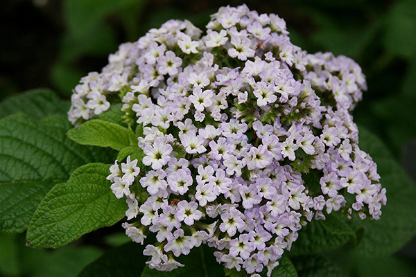 Kurassavsky heliotrope (sprider sig)