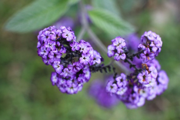 Heliotrope corymbose (hög)