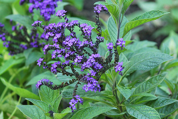 Heliotrope peruansk (träd)