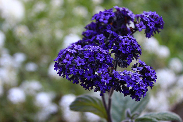 Heliotrope Sea Breeze