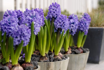 Jacinthes en fleurs dans des pots