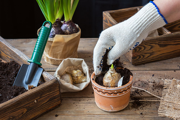 Planter des bulbes de jacinthe dans un pot