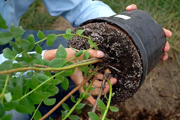 Retirer un plant de bleuet d'un pot