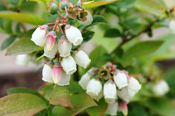 Myrtille en fleurs