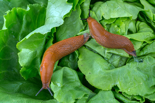 Limaces sur la salade