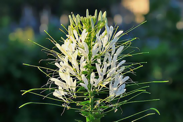 Éclaboussure de champagne Cleoma