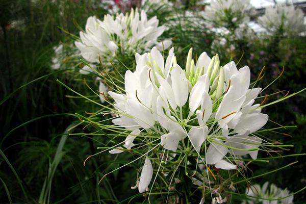 Variété Cleoma White Queen