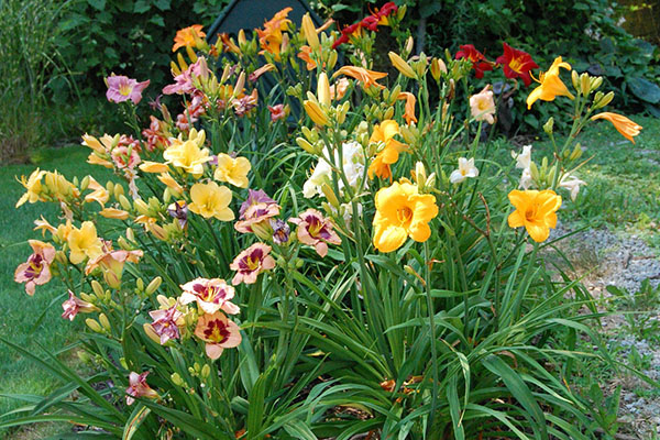 Daylilies lai