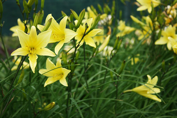 Hémérocalles hybrides d'hémérocalle