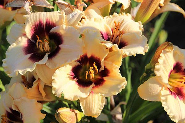 Hoa daylilies lai