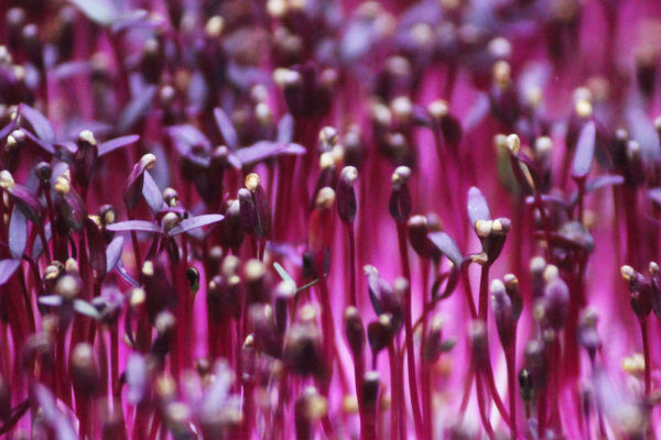 Cultiver des microgreens amarante rouge