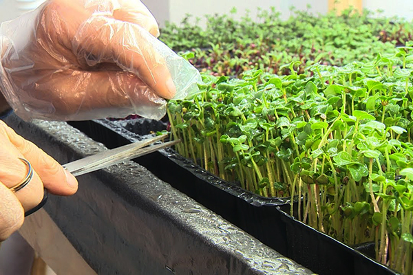 Couper les microgreens