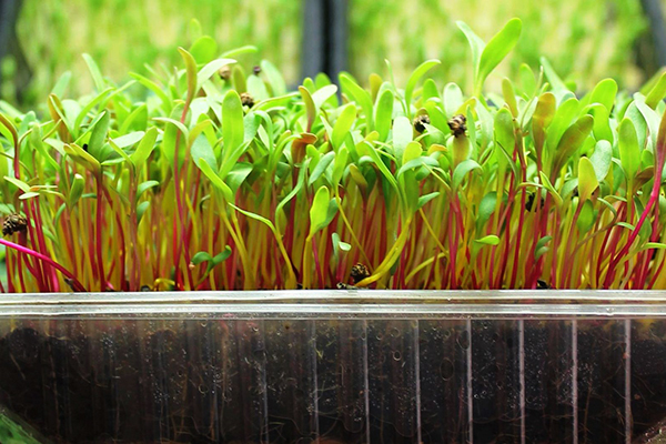 Beta microgreens i ett magasin med jord