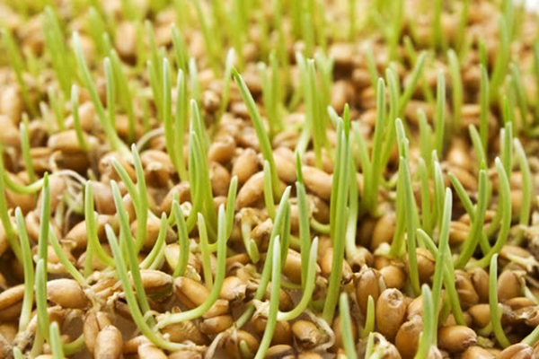 Cultiver des microgreens