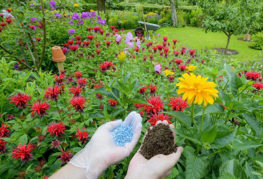 Top dressing av trädgård blommor i marken